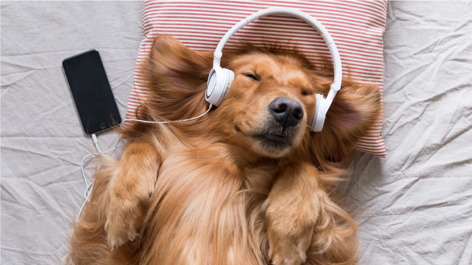 Puede la música relajar a los perros