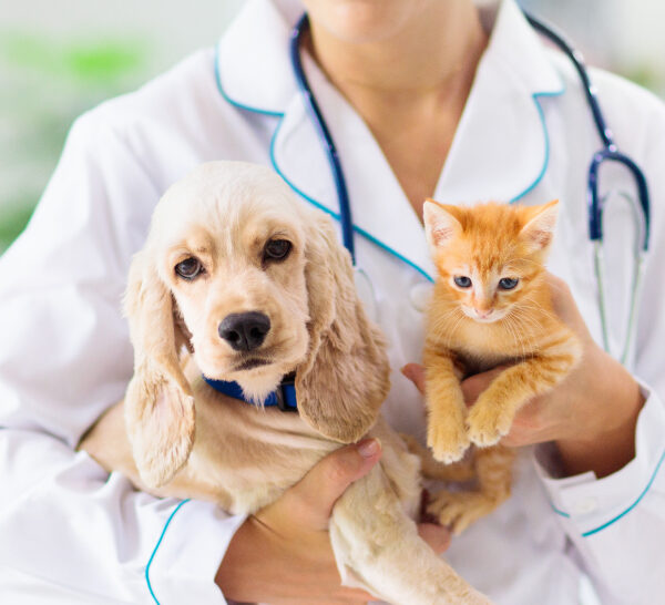 Cómo elegir veterinario